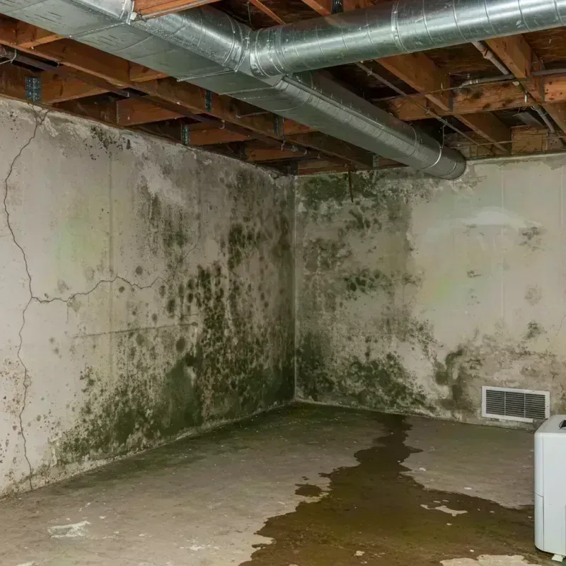 Professional Mold Removal in Crystal Falls, MI